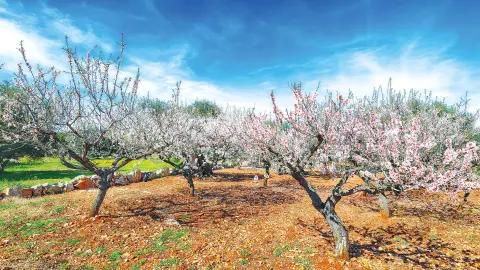 Mandelblüte auf Sizilien bestaunen-placeholder