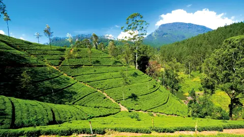Teeplantage in Nuwara Eliya-placeholder