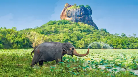 Jeep-Safari im Yala-Nationalpark-placeholder