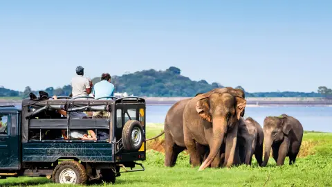 Elefantensafari in Minneriya-placeholder