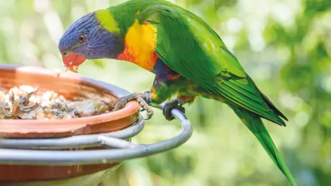Bunter Papagei im Loro Parque-placeholder