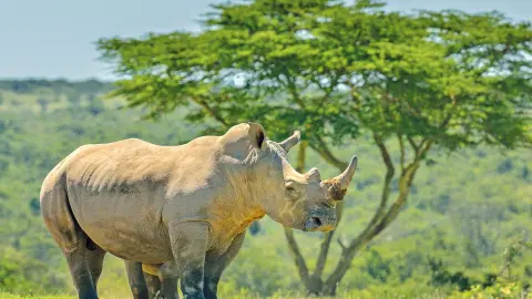 Prachtvolles Nashorn-placeholder