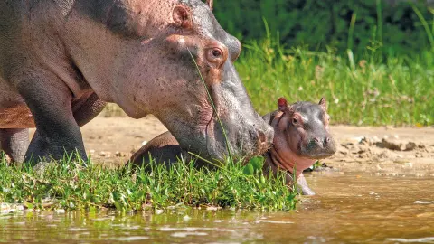 Flusspferde am Wasserloch-placeholder
