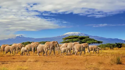Elefantenherde im Amboseli-Nationalpark-placeholder