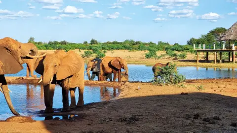Elefanten am Wasserloch-placeholder