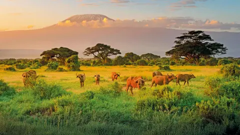 Traumhafte Weite von Kenia im Abendlicht-placeholder