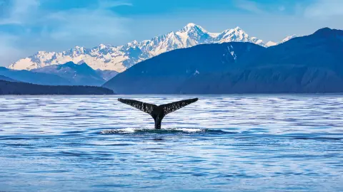 Wal vor Juneau-placeholder