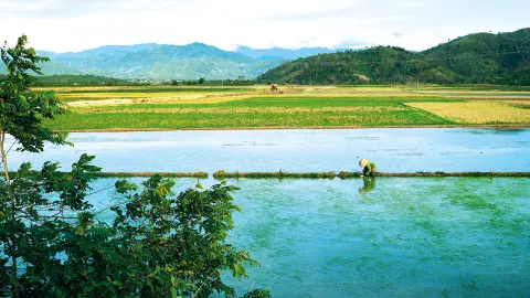 Reisfeld mit Arbeiter in Vietnam-placeholder