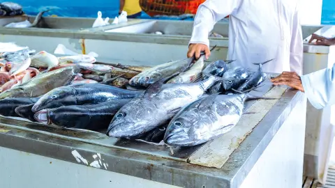 MCT114_115_7253+7254_Wunderstaedte-&-Wuestenzauber_Seeb_Fischmarkt-placeholder