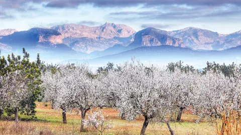 Mandelbaumplantage auf Mallorca-placeholder