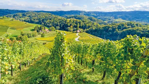 Slowenische Weinanbau-Region Podravje genießen-placeholder